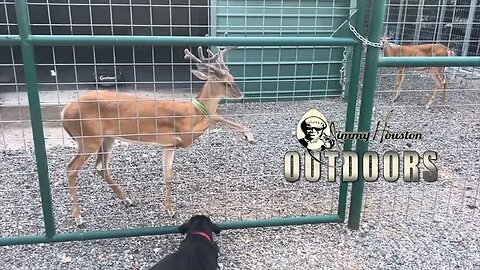 Baby Deer at the Eagle! (Little Whitey Welcomes Benelli)