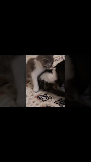 Котята проверяют, кто из них самый сильный