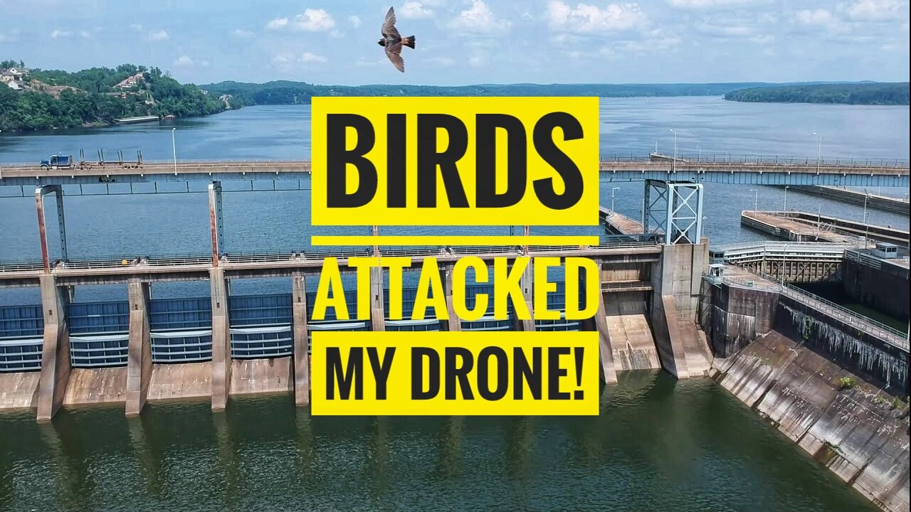 Attacked By Birds and A Quick Escape | DJI Spark