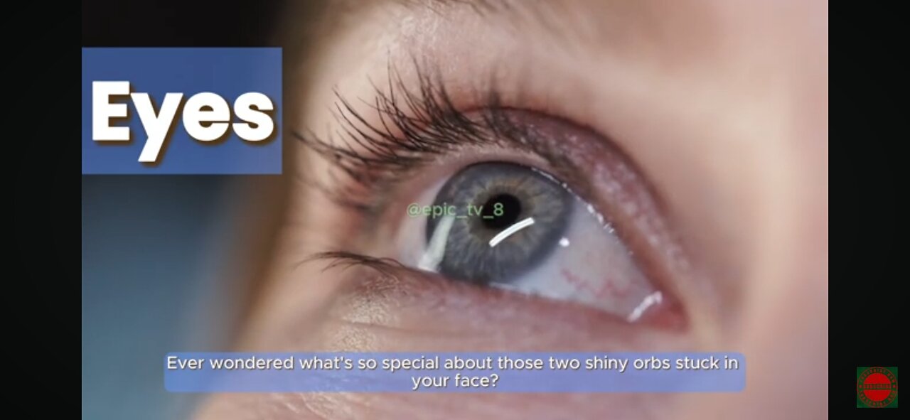 👀Everything You Need to Know About Human Eyes