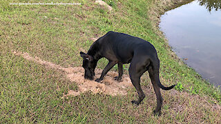 Funny Great Danes Dig Up Mole Hills