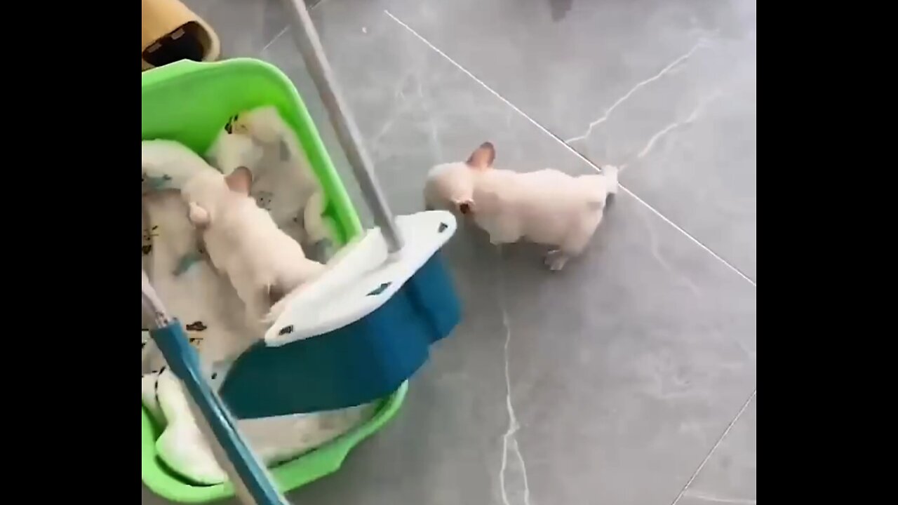 CUTE ❤️🐶