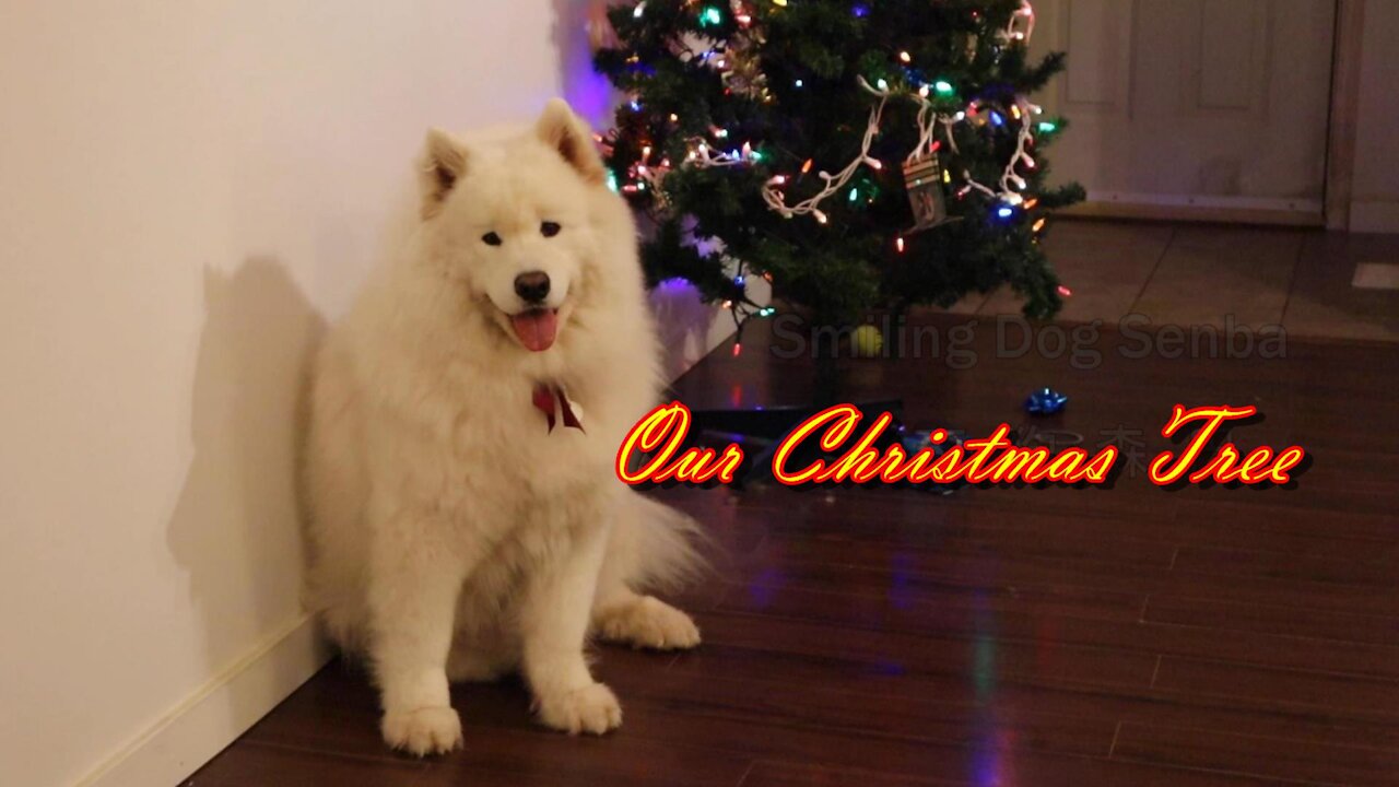 Christmas tree/Samoyed/Smiling Dog Senba