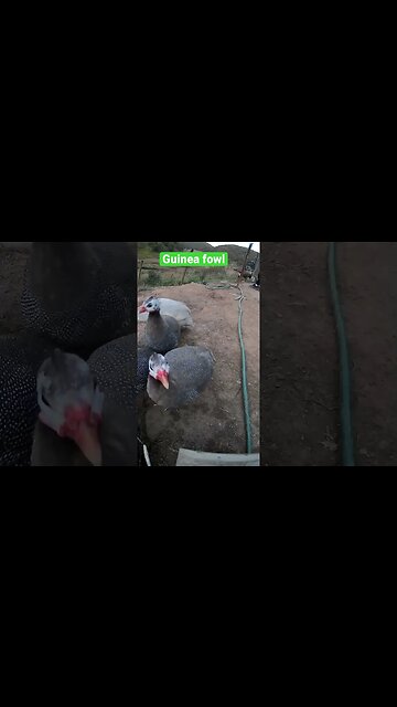Guinea fowl keets almost all grown up