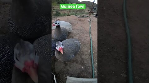 Guinea fowl keets almost all grown up