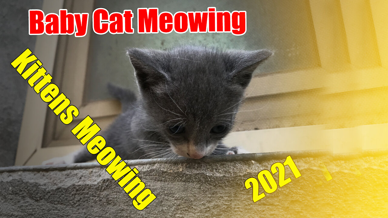 Funny Cats and Kittens Meowing Compilation 202