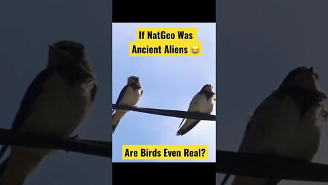 If NatGeo Was Ancient Aliens (Are Birds Even Real?)