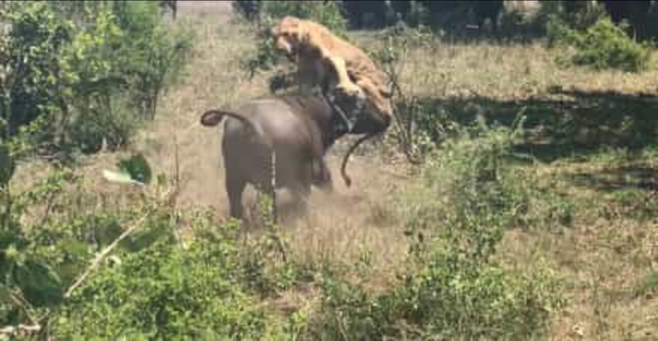 Búfalo vira leão de pernas para o ar num parque nacional