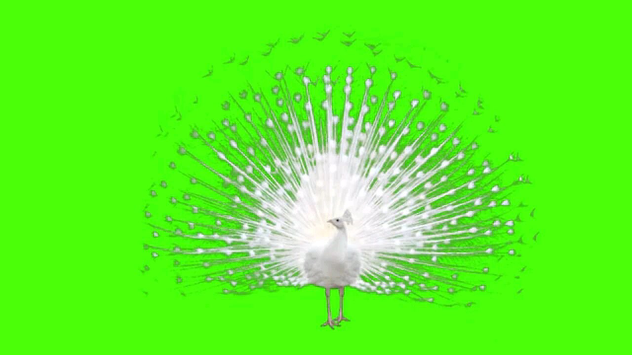 Peacock Animations| Peacock graphics