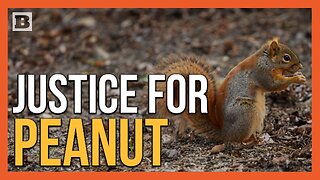 Justice for Peanut! JD Vance: Govt Focused on Killing a Pet Instead of Stopping Illegal Immigration