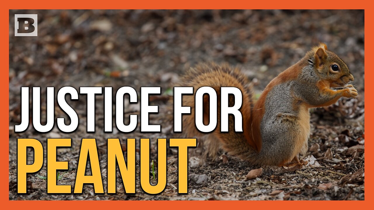 Justice for Peanut! JD Vance: Govt Focused on Killing a Pet Instead of Stopping Illegal Immigration