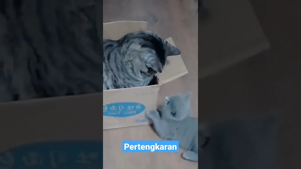 Anak kucing bertengkar #short #kucingmeong #kucingimut #kucinglucu