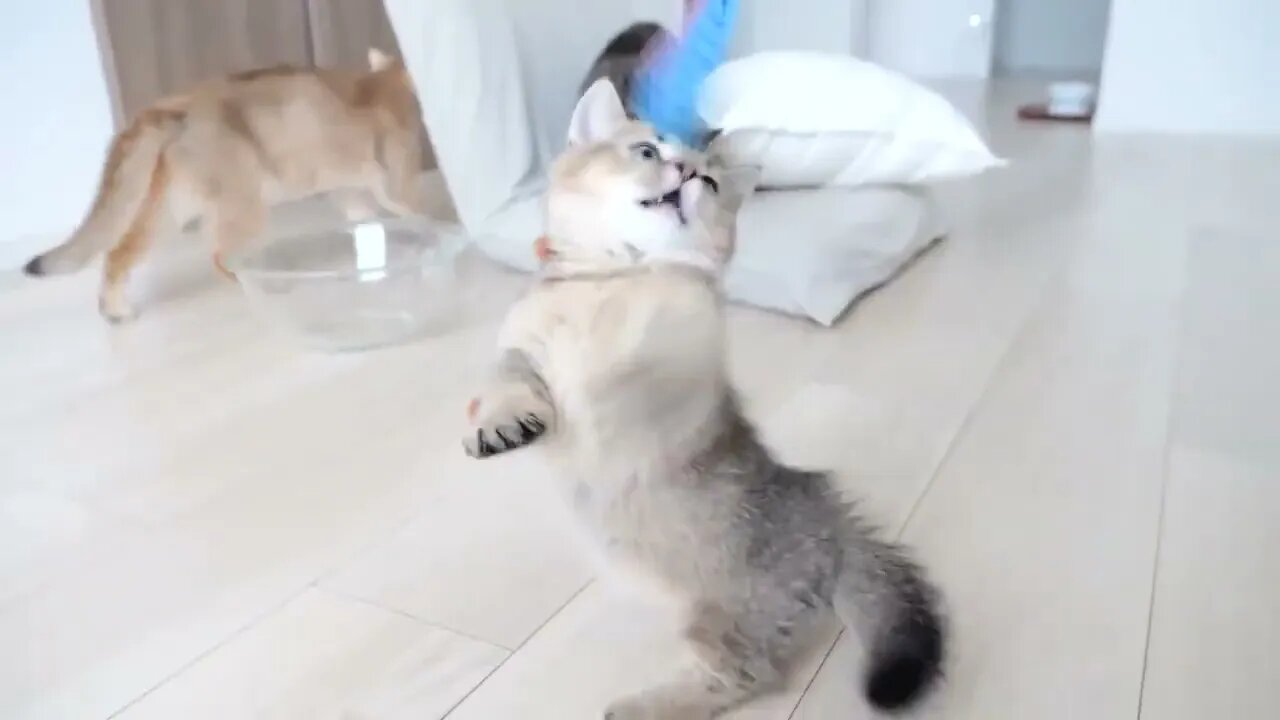 Kitten Kiki's reaction was too cute when I invited her to play with my new toy