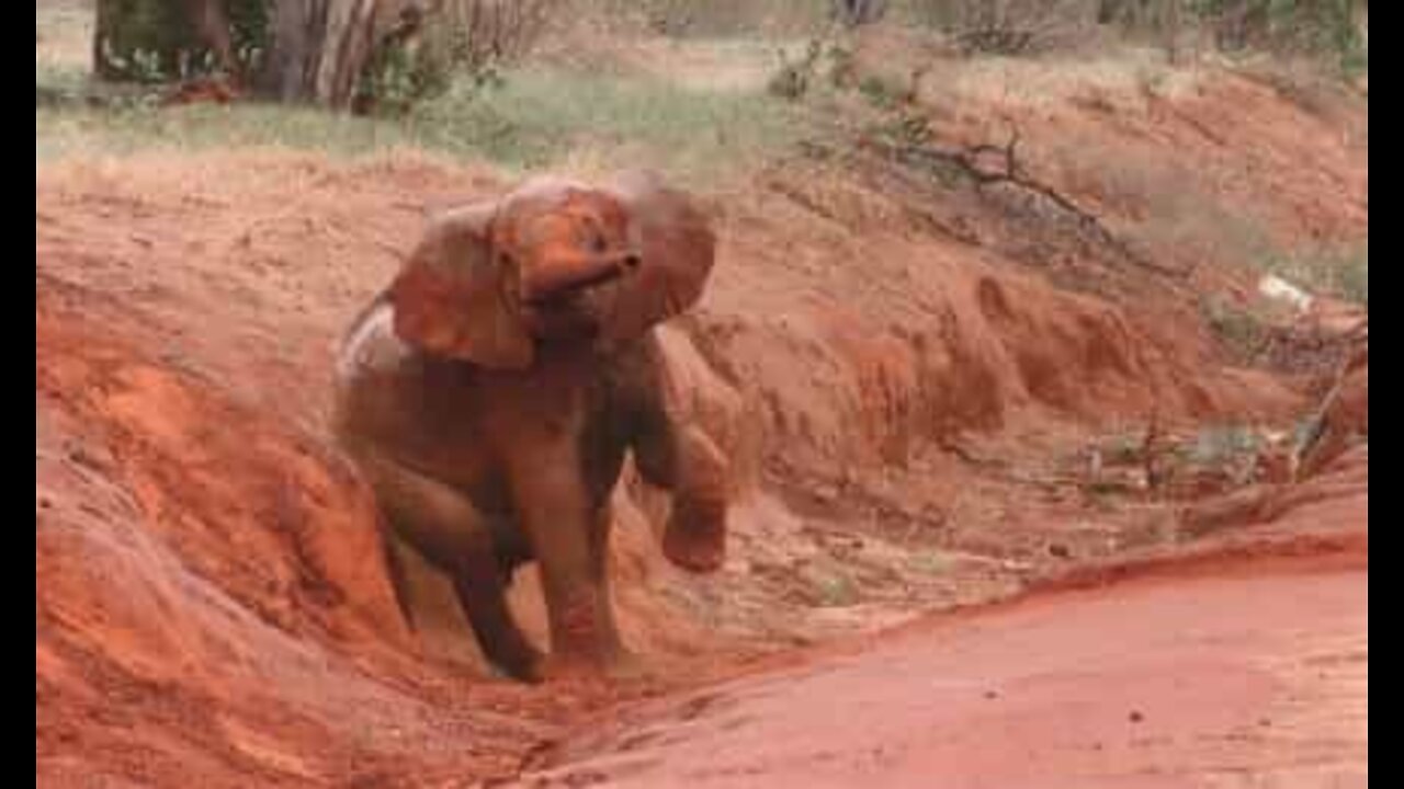 Elefante arranja maneira criativa para se coçar