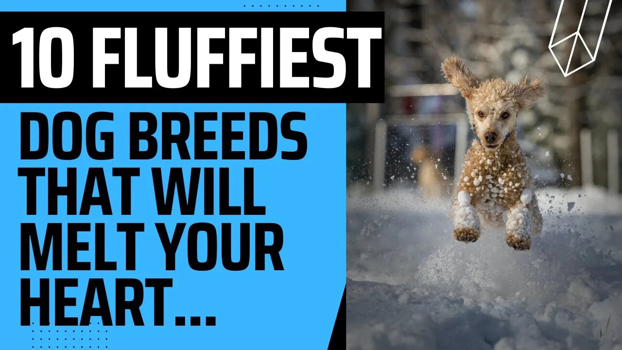 10 Fluffiest Dog Breeds That will Melt Your Heart.