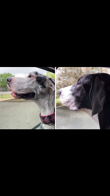 Senior Great Dane & Pup Love Open Window Car Ride