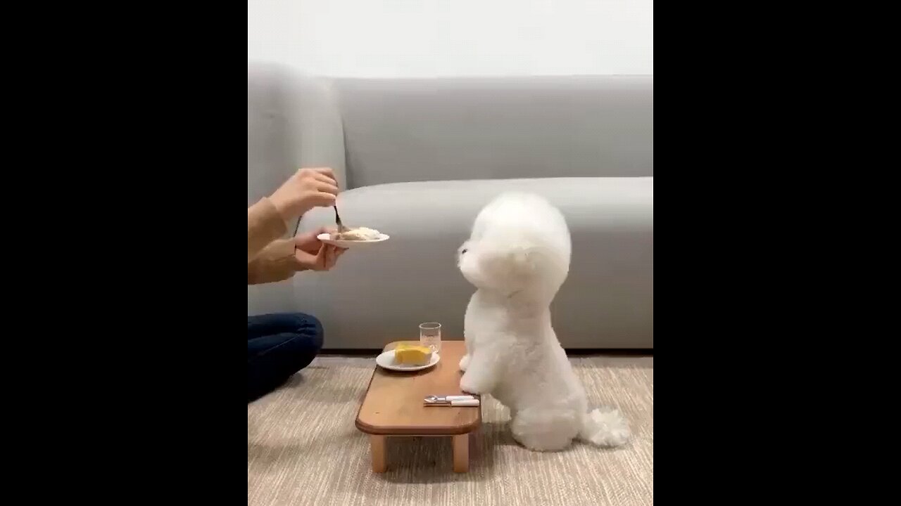 such a good dog such a good boy
