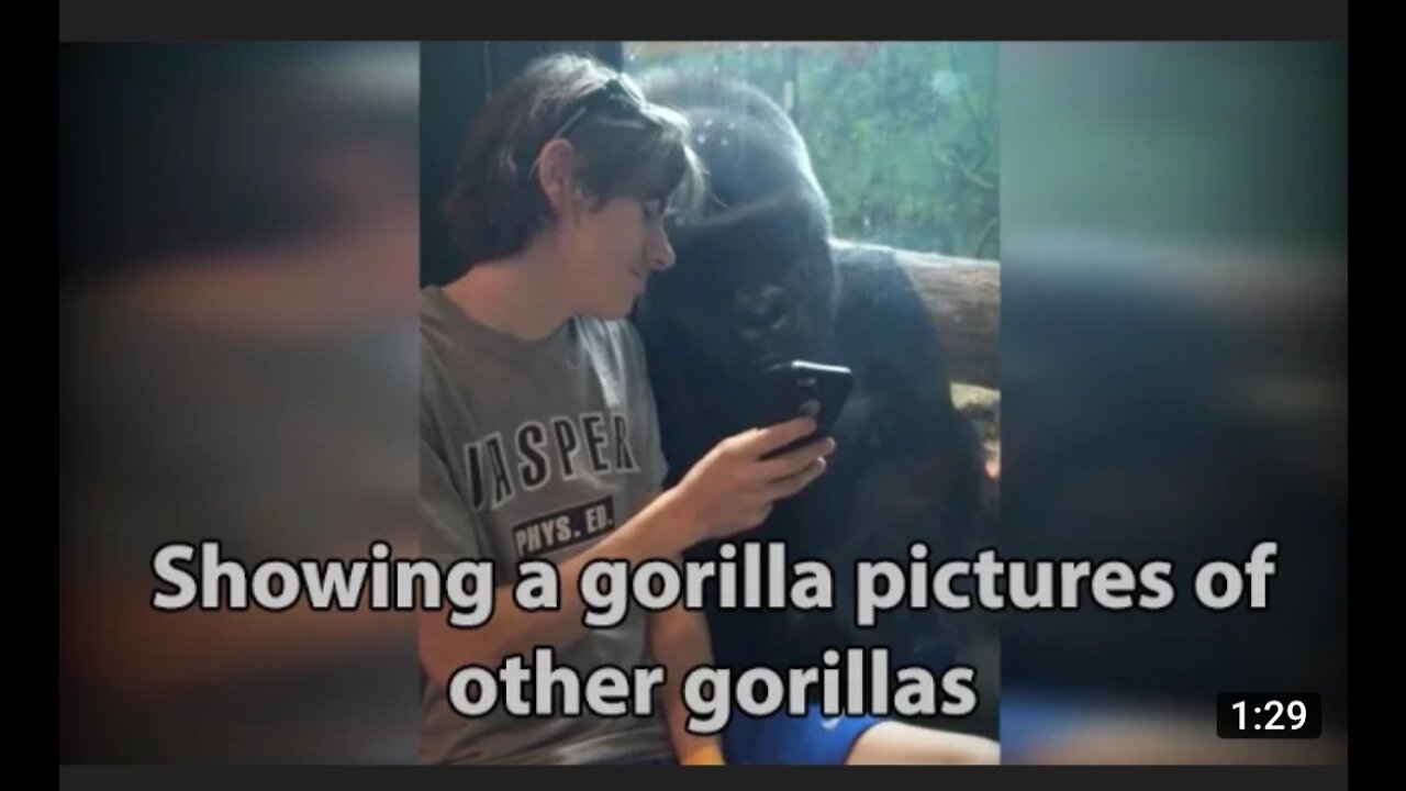 He showed a gorilla photos of other gorilla.watch this viral videk