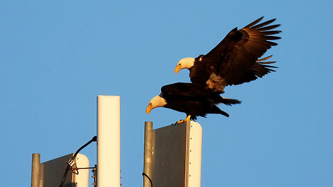 Eagle Nesting Season is in Full Swing