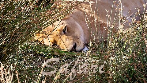 Safari mit Big5 bei Aquila Game Reserve | Unsere Südafrika Rundreise