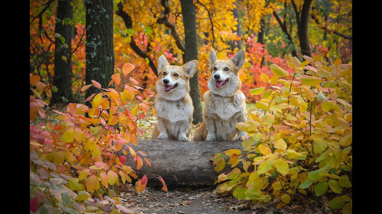 Cute and Funny Dog Videos Compilation #04