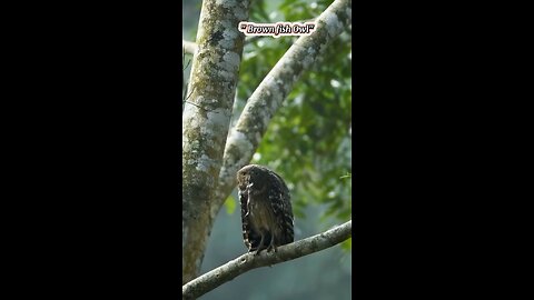 The "Brown Fish Owl".