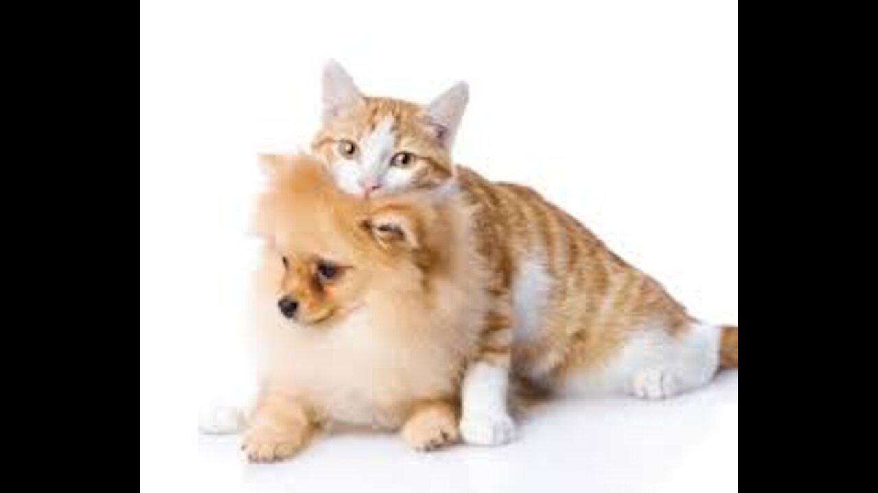 Funny Cats and Funny Dogs #1