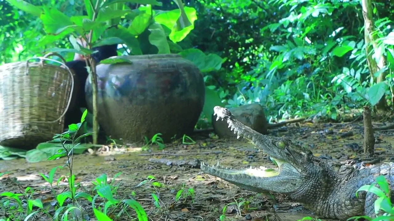 Jungle my life | Sleeping Man and met crocodile | Cook crocodile eggs with banana for Eating-10