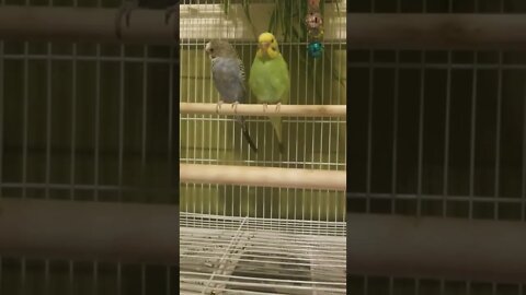 Sweet Budgie Parrots Sleeping and Preening 😍💖