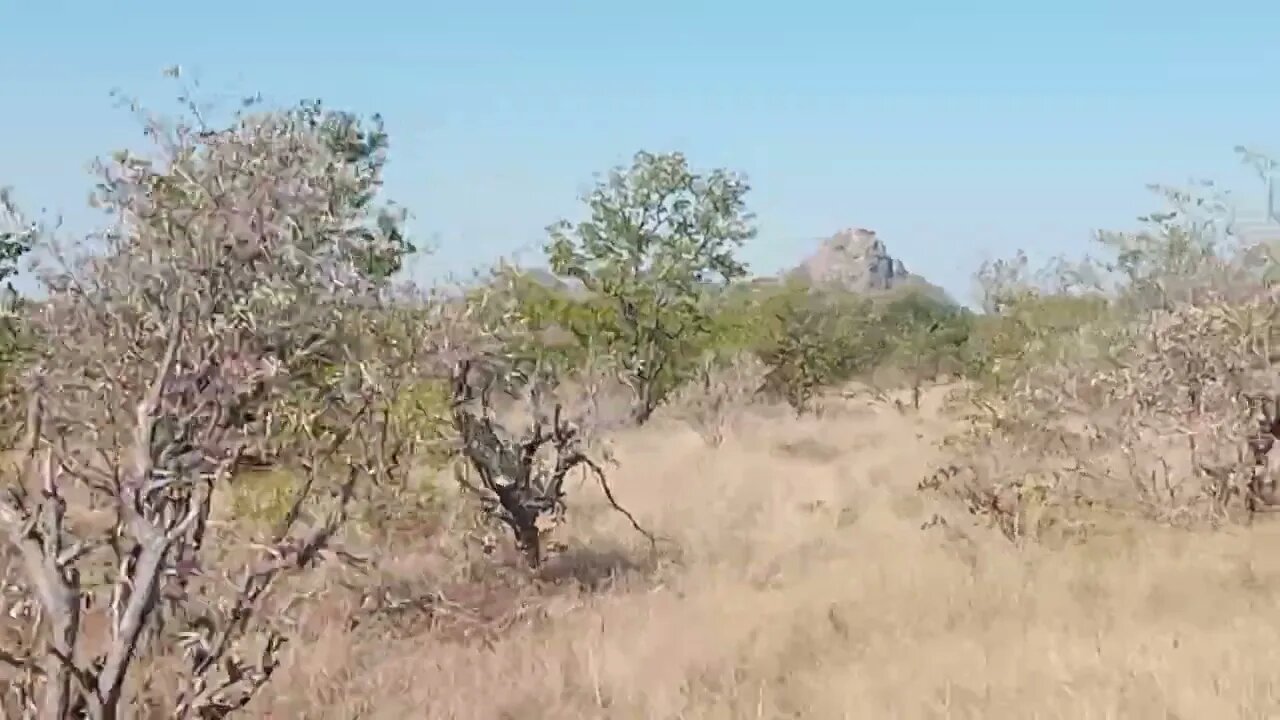 @ Kruger National Park
