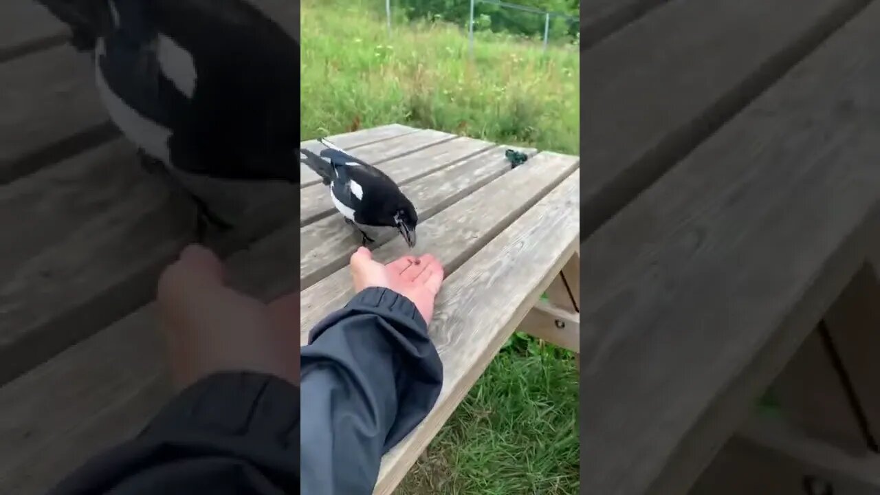 Hand freding a bird in the dogpark