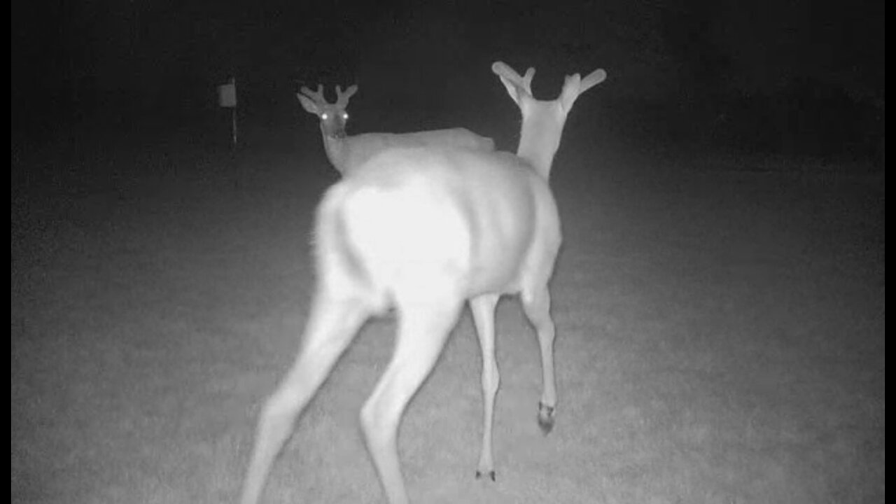 Deer Cams #029