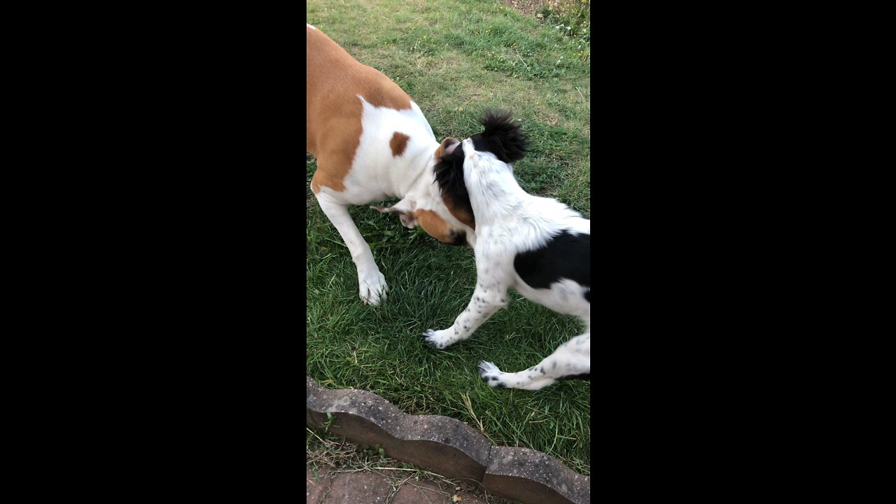 dogs behaving badley