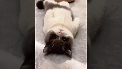 PLAYING CAT VIDEO MEAWWW