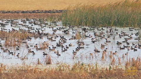 Highest Number of Waterfowl Ever Recorded