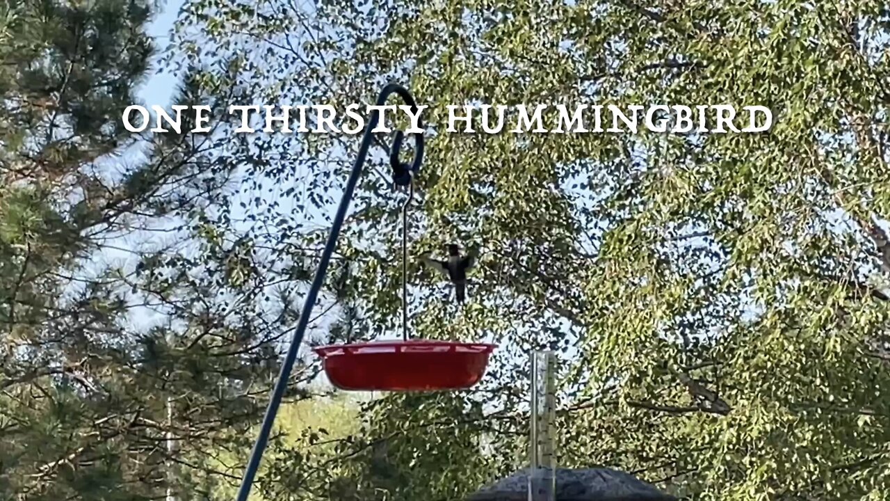 One Thirsty Hummingbird