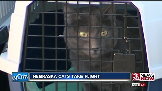 Humane Society Cats Being Sent to Pacific Northwest