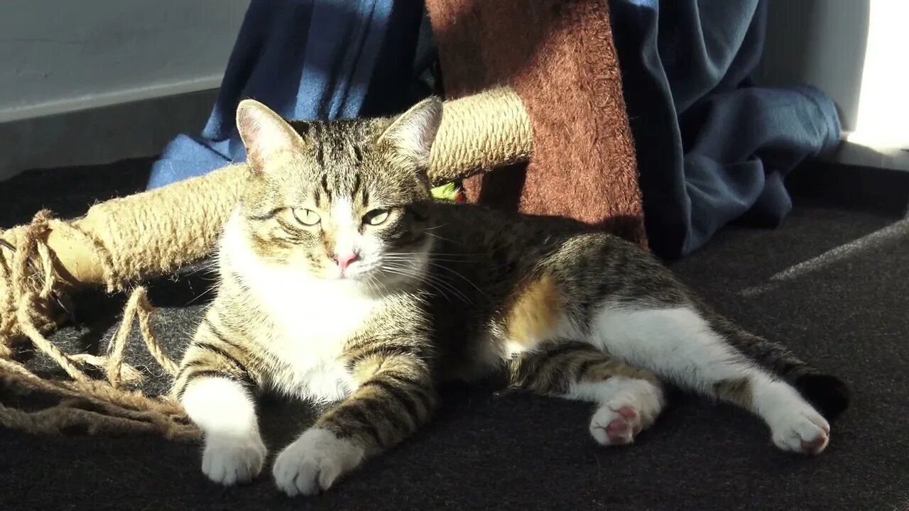 Cat Lies in the Sun after Ripping the Scratching Pole