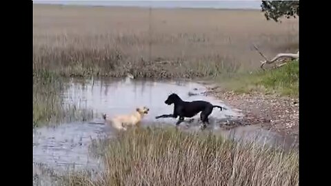 Lilly Playing with Taffy in the Marsh