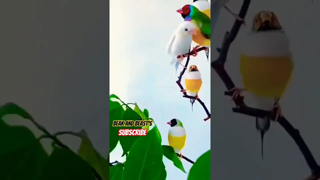 Colorful Finches ❤️ #subhanallah #alhumdolillah #allah #allahuakbar #finch #gold #shorts #viral