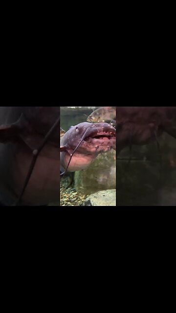 Isabella #bubba #catfish #aquarium