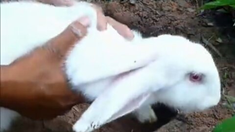 Catch Cute Rabbits in Underground Hole