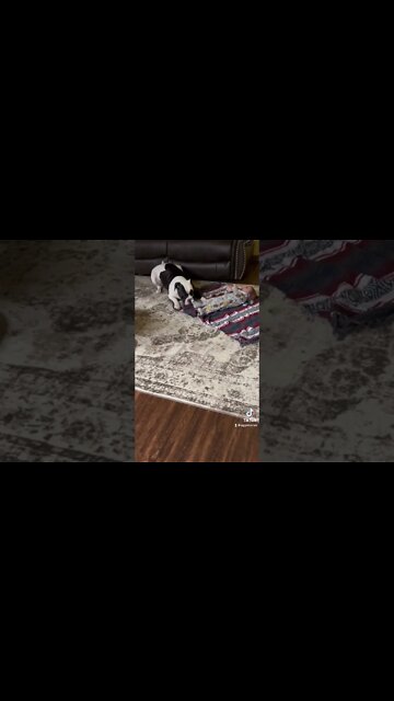 Dog makes eye contact with owner, checking to make sure its ok, what a good pup! 😘