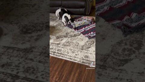 Dog makes eye contact with owner, checking to make sure its ok, what a good pup! 😘