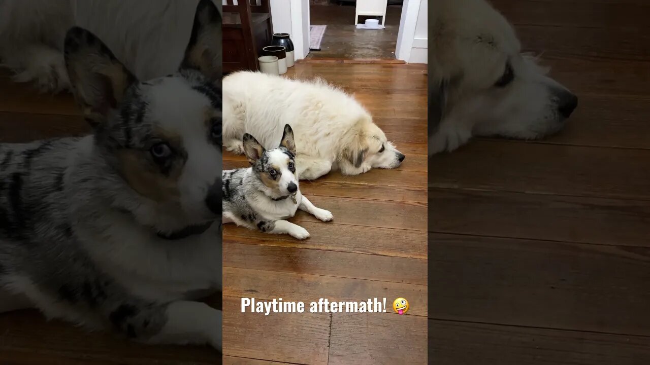 🐶🐾💤 playtime aftermath! #farmlife #cute #corgi #greatpyrenees