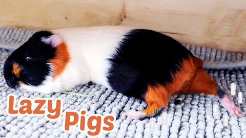 Lazy Guinea Pigs