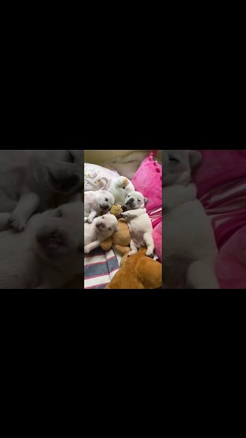 Wait till the end 😂 #shorts #dog #doglover #puppy