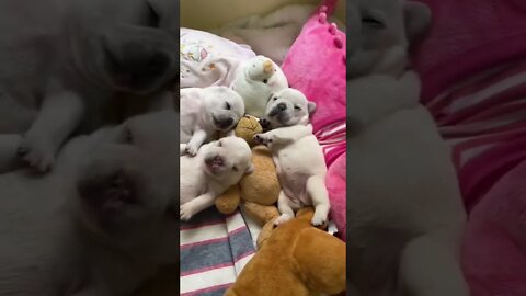 Wait till the end 😂 #shorts #dog #doglover #puppy
