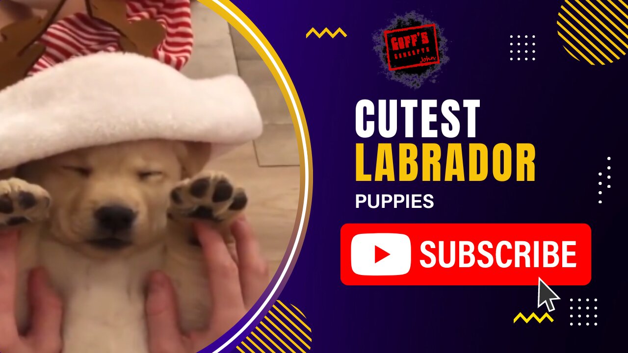 Try To Keep A Straight Face 🥴 - Cutest Labrador Puppies | Funniest Puppy Videos 2020