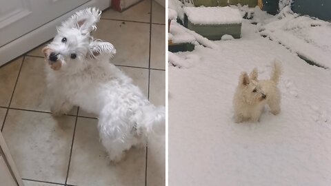 Adorable puppy sees snow for the very first time